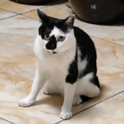 机智又勇敢的小鼻嘎