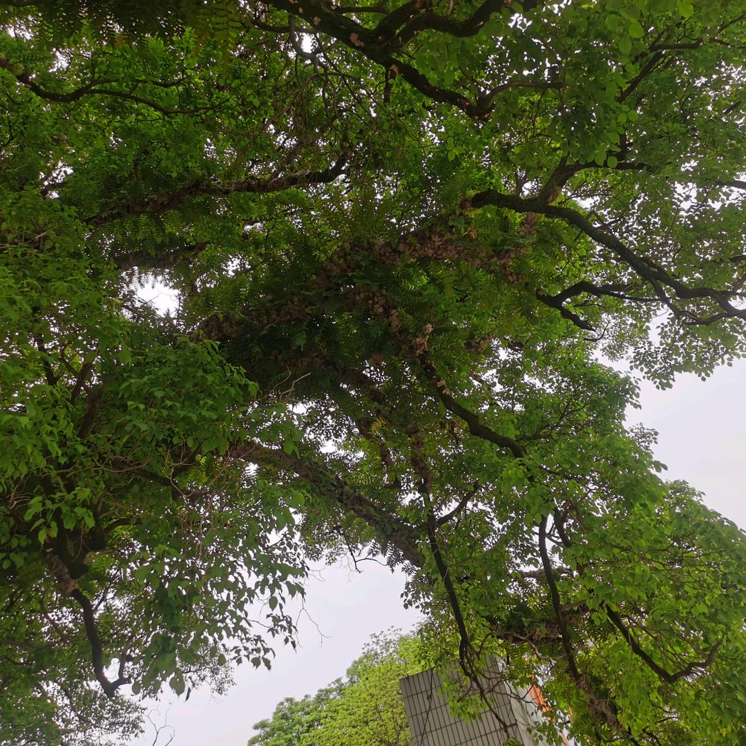 骨碎补，金樱子，黄栀子。大量收购