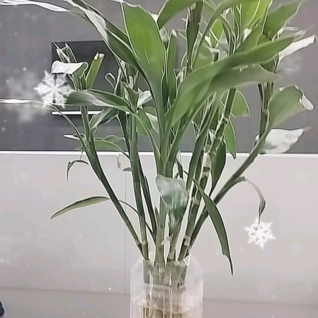 顺其自然