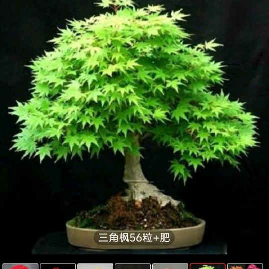 神龙仙主
