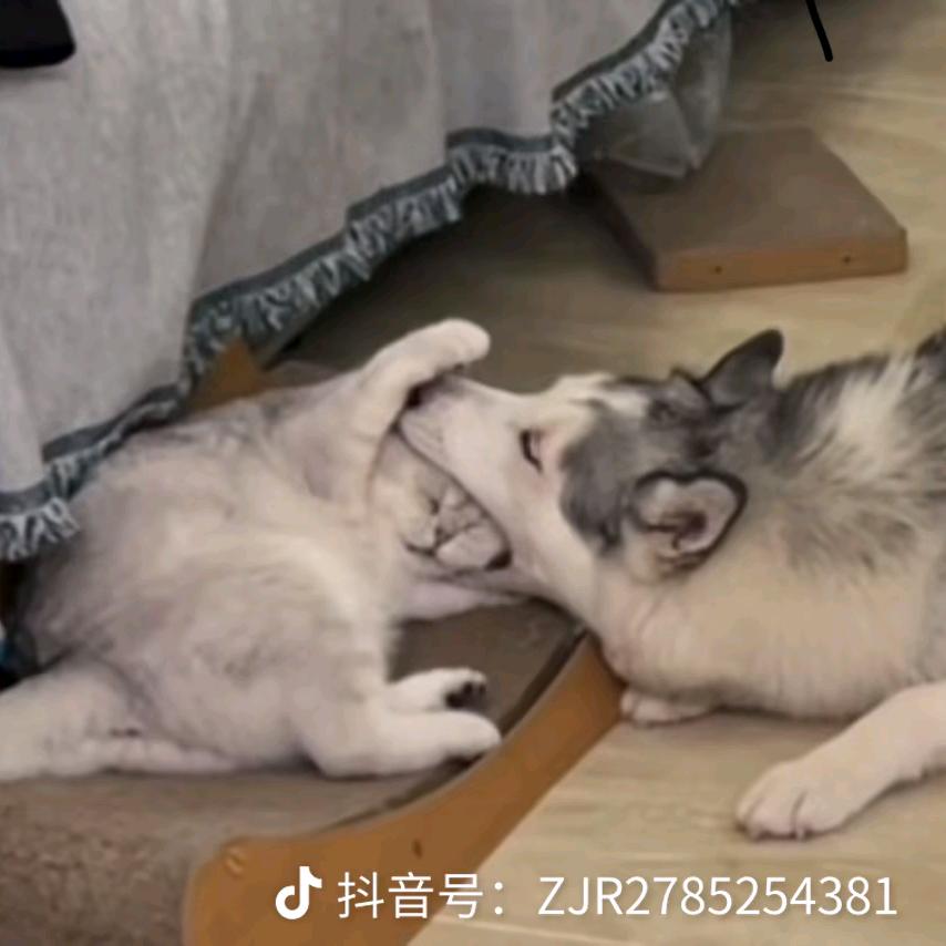 皮鞋欧巴帅帅帅