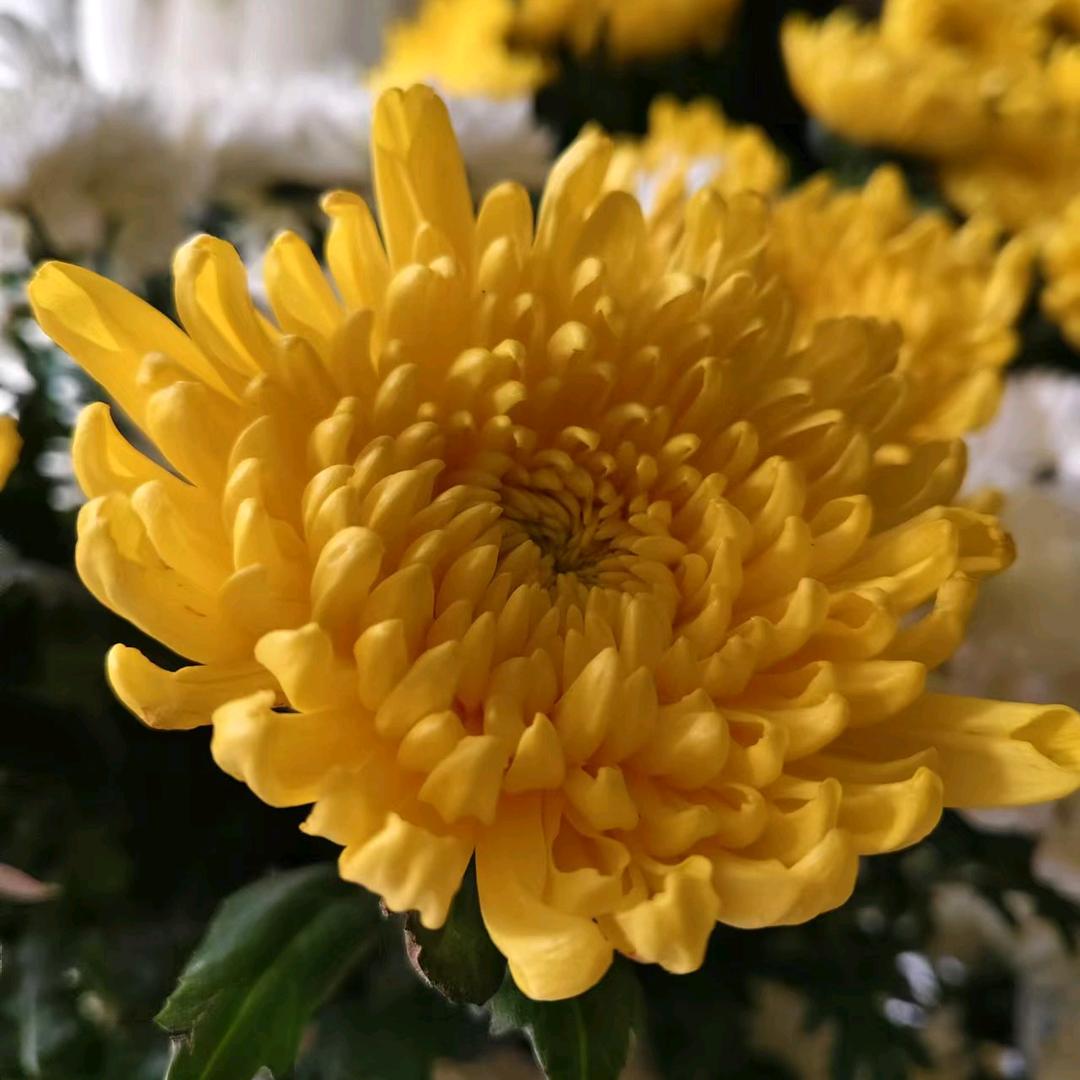 腾达菊花批发基地直发