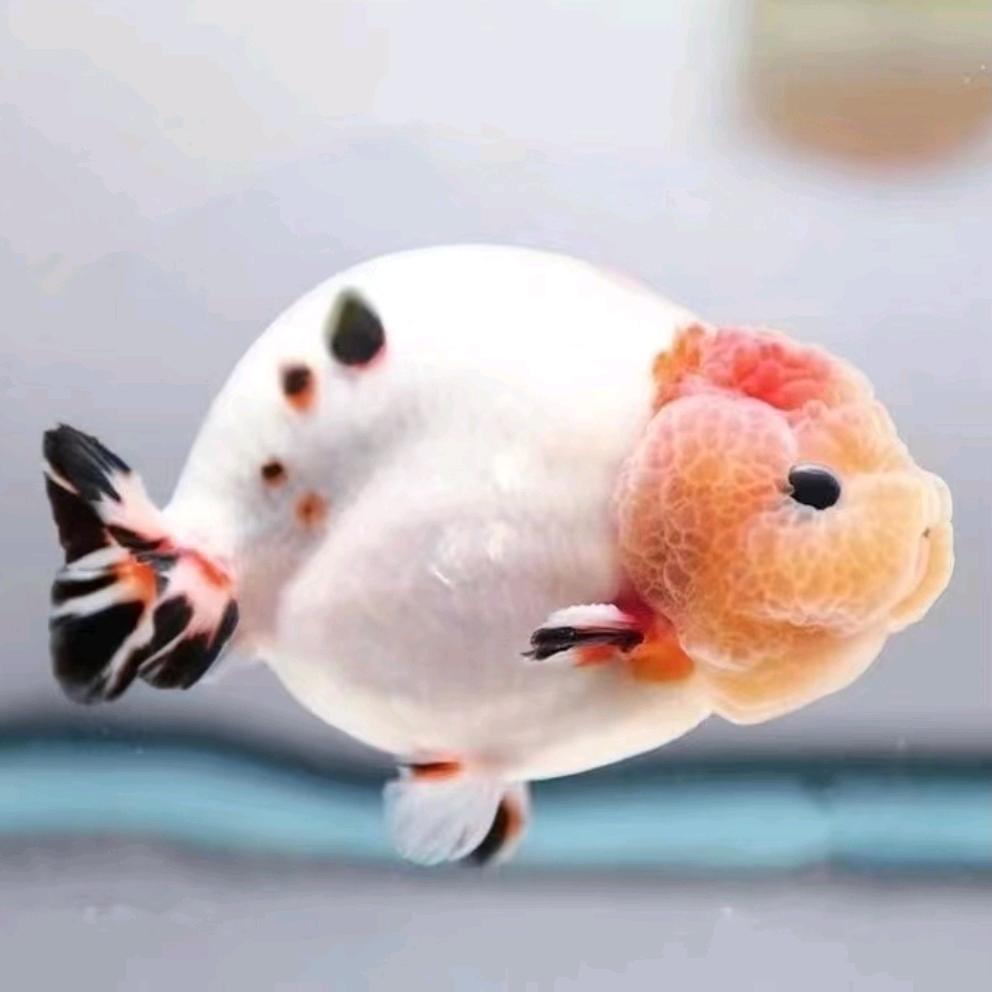 方有兰寿金鱼