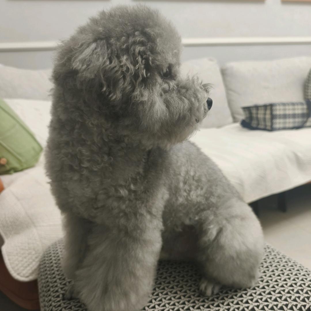 小布丁粘人