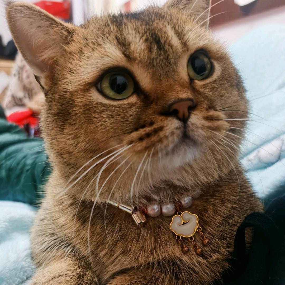 招财猫Anlida