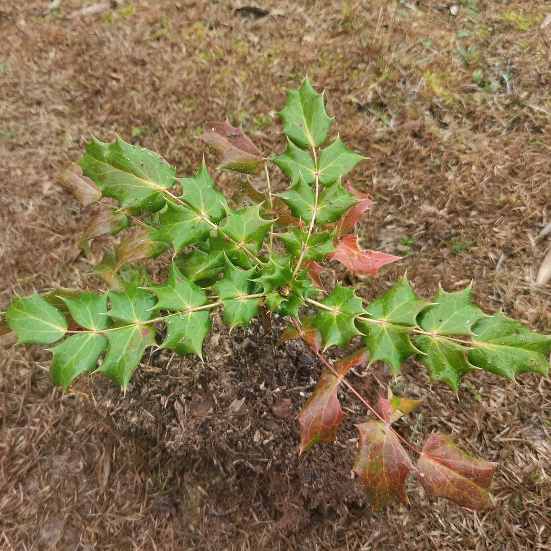 专业扶老奶奶闯红灯过马路