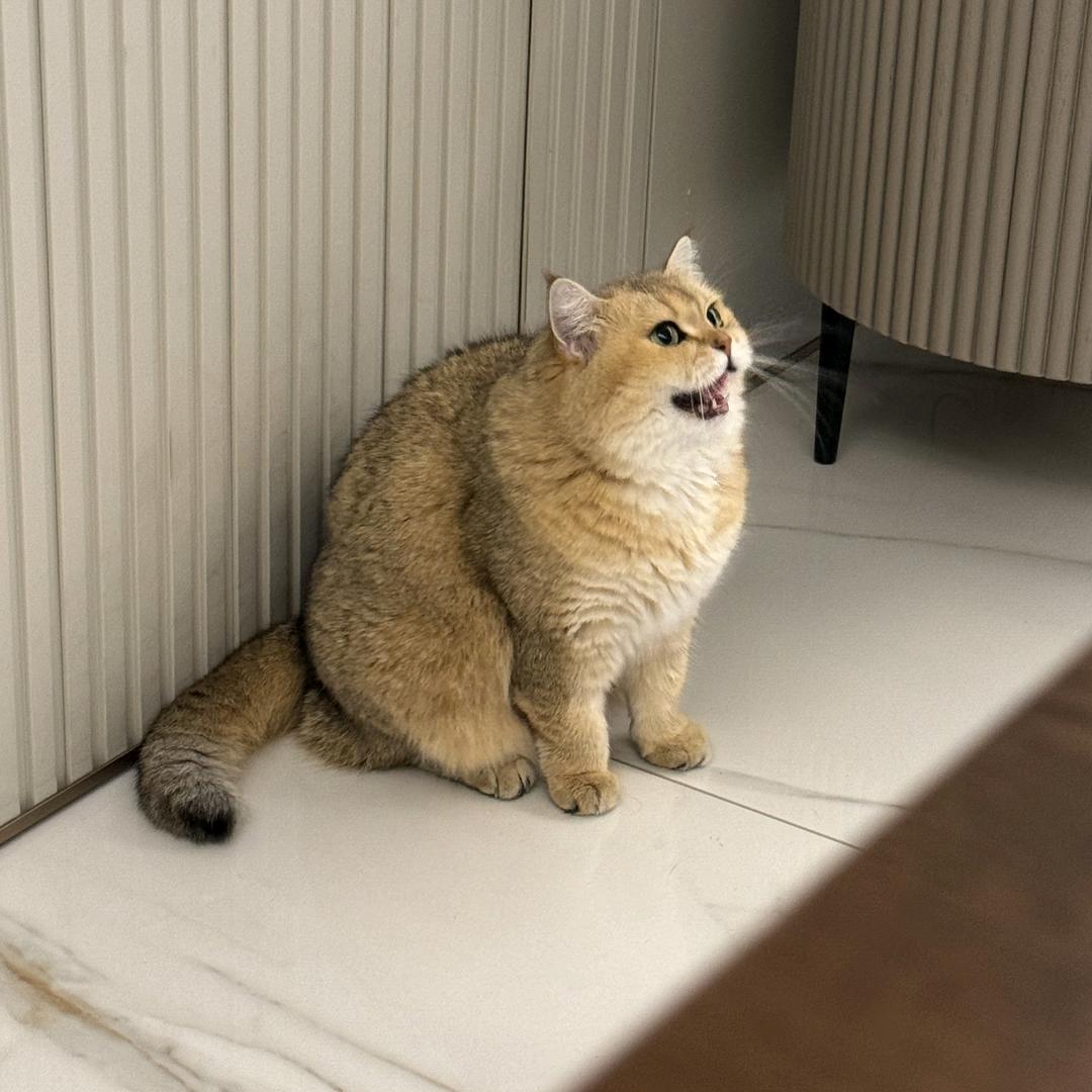 十二怪叔叔。