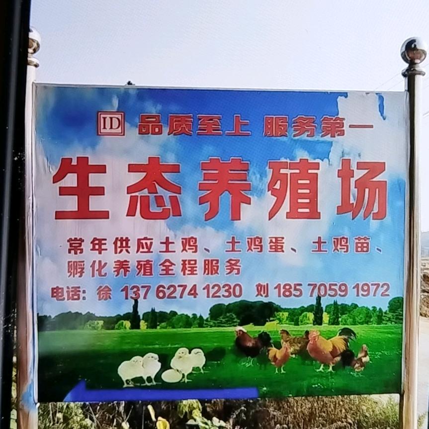 豹山李生态养鸡