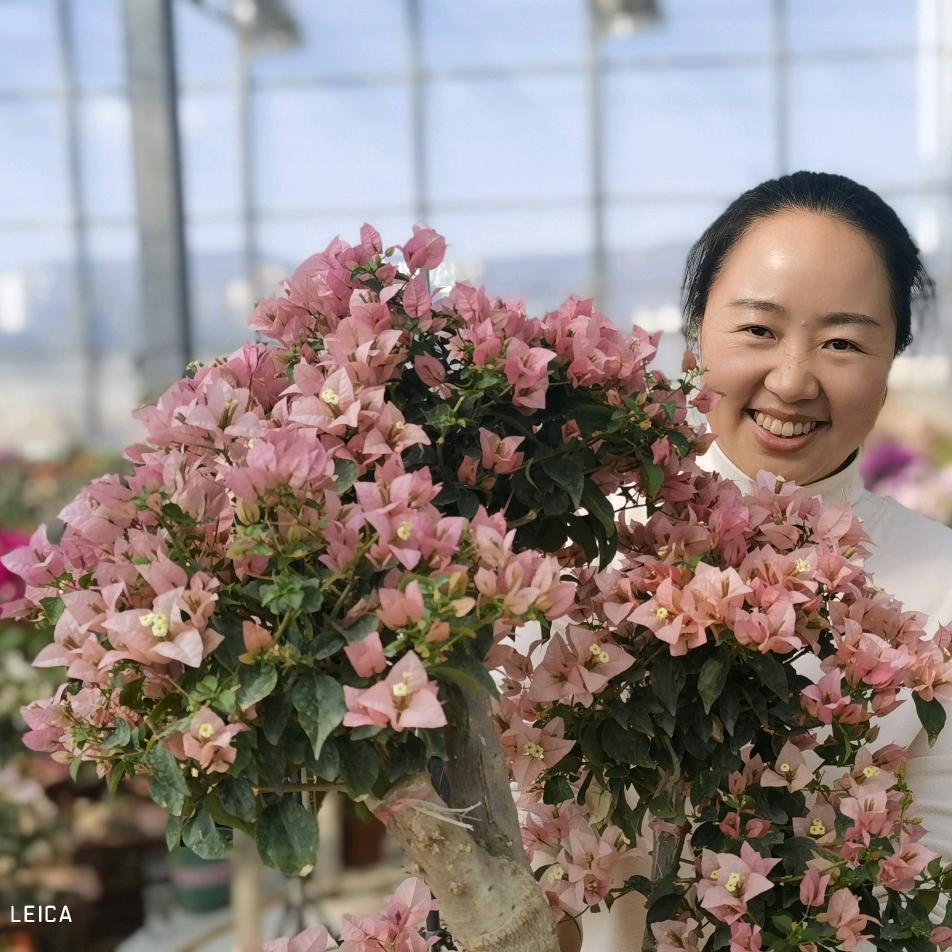 奶茶三角梅