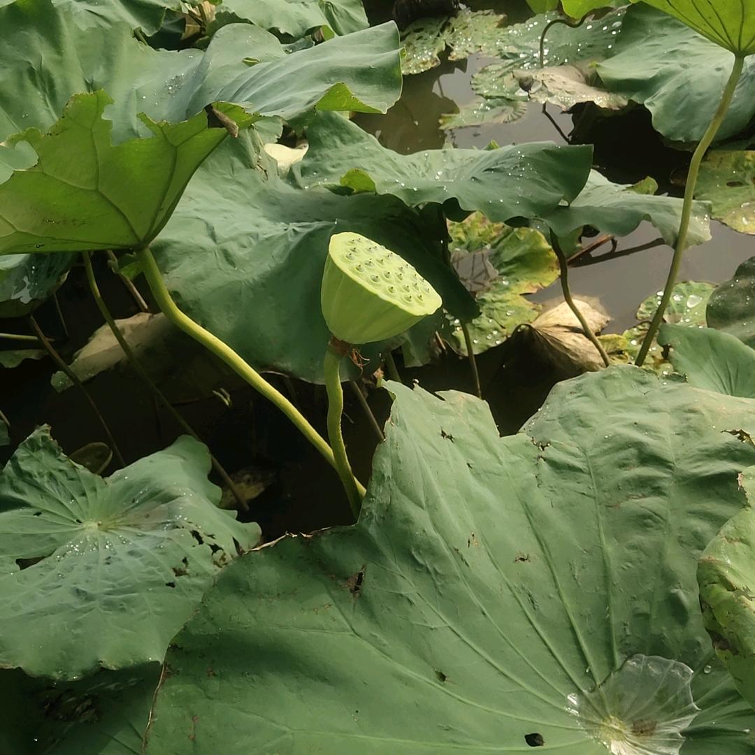 江湖小新