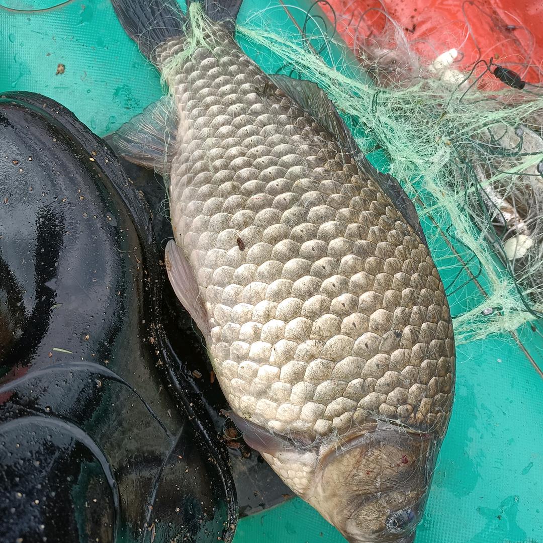 劉二，巜成功》