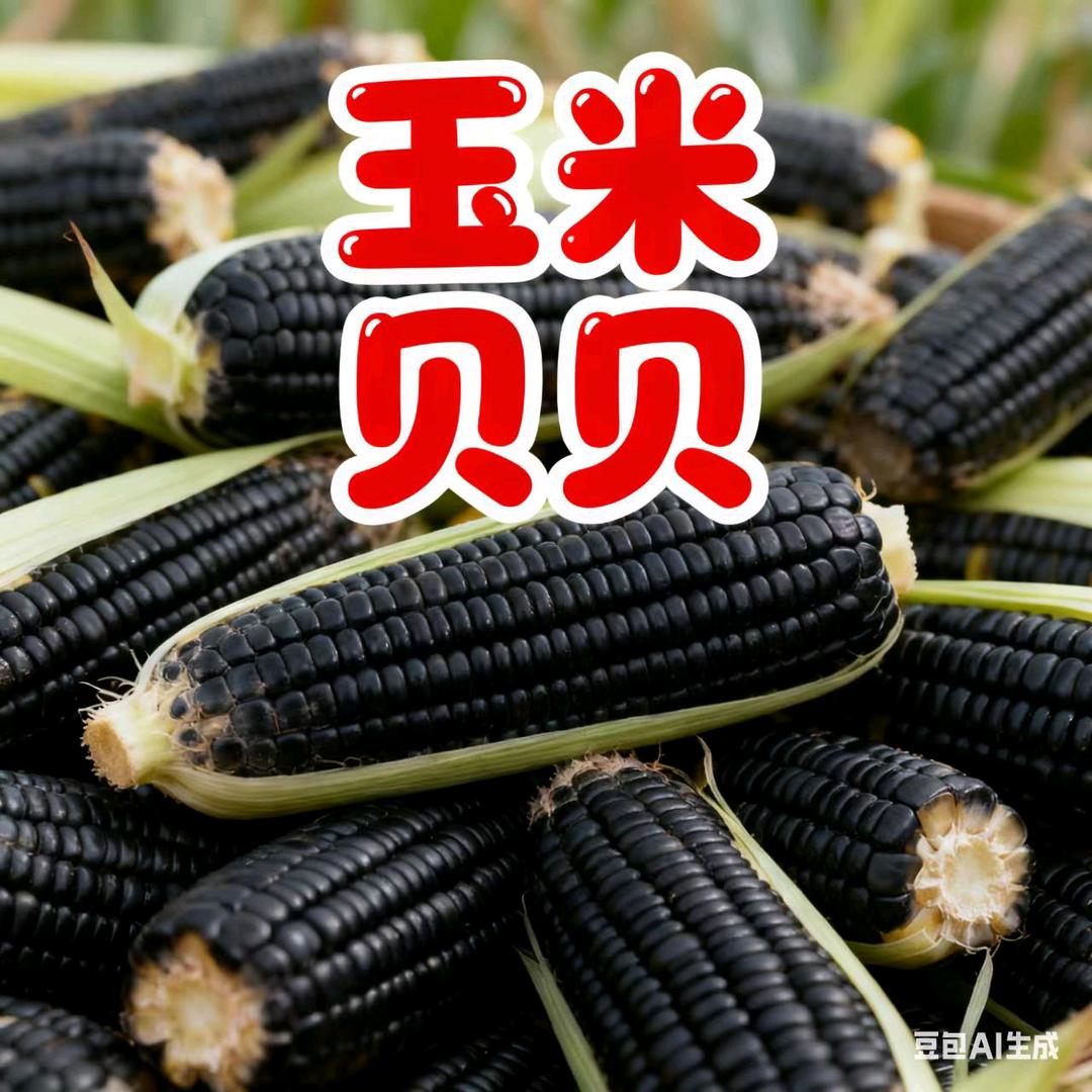 玉米贝贝
