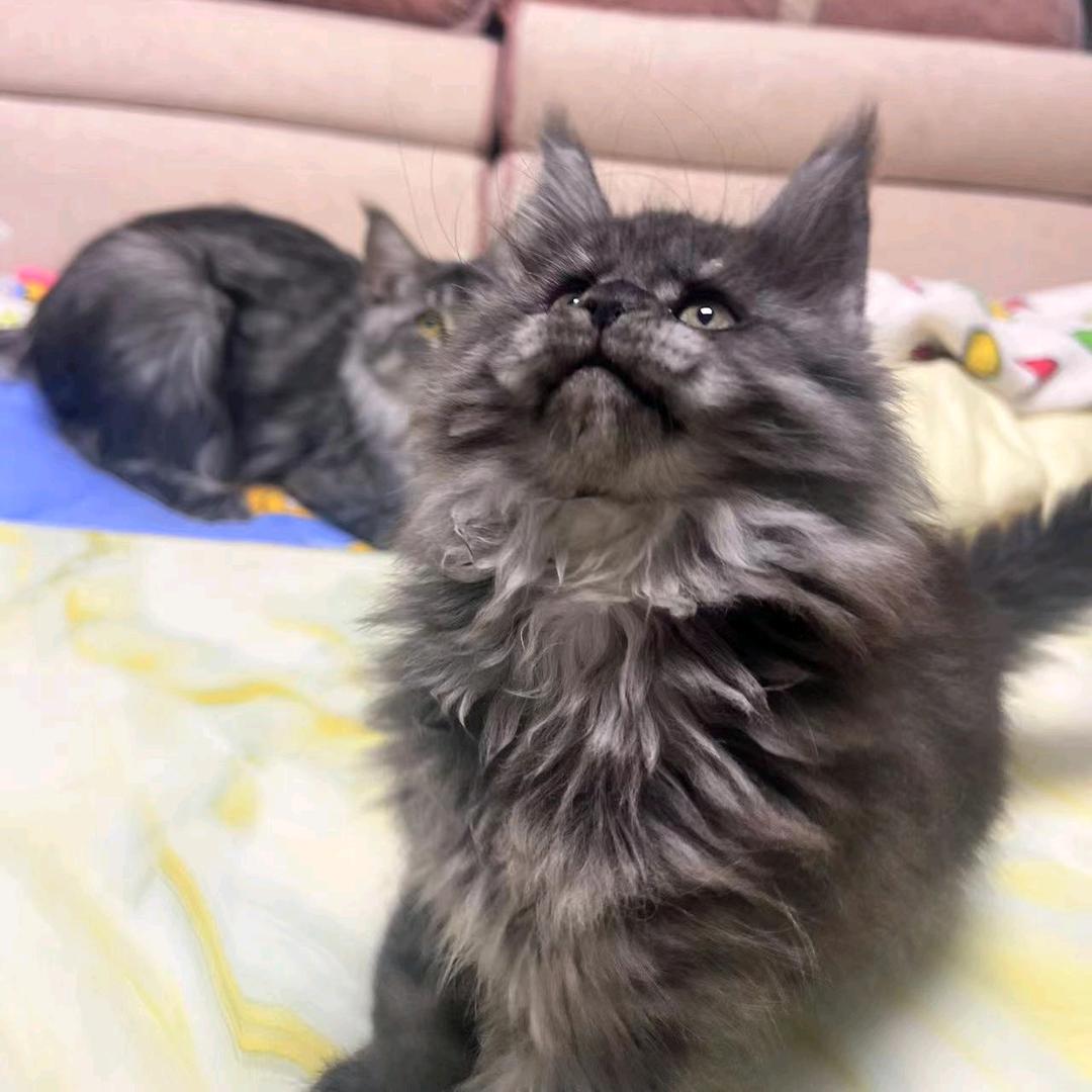 缘旦是只缅因喵