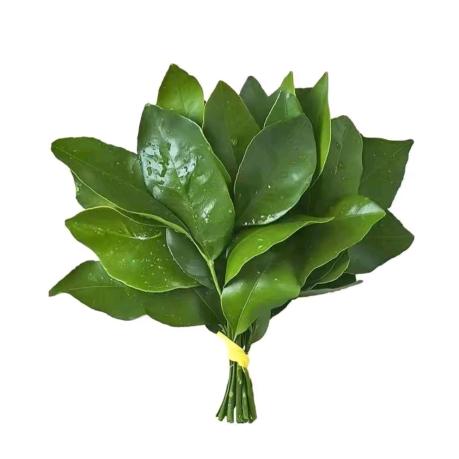 粉雾海-