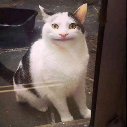 九命