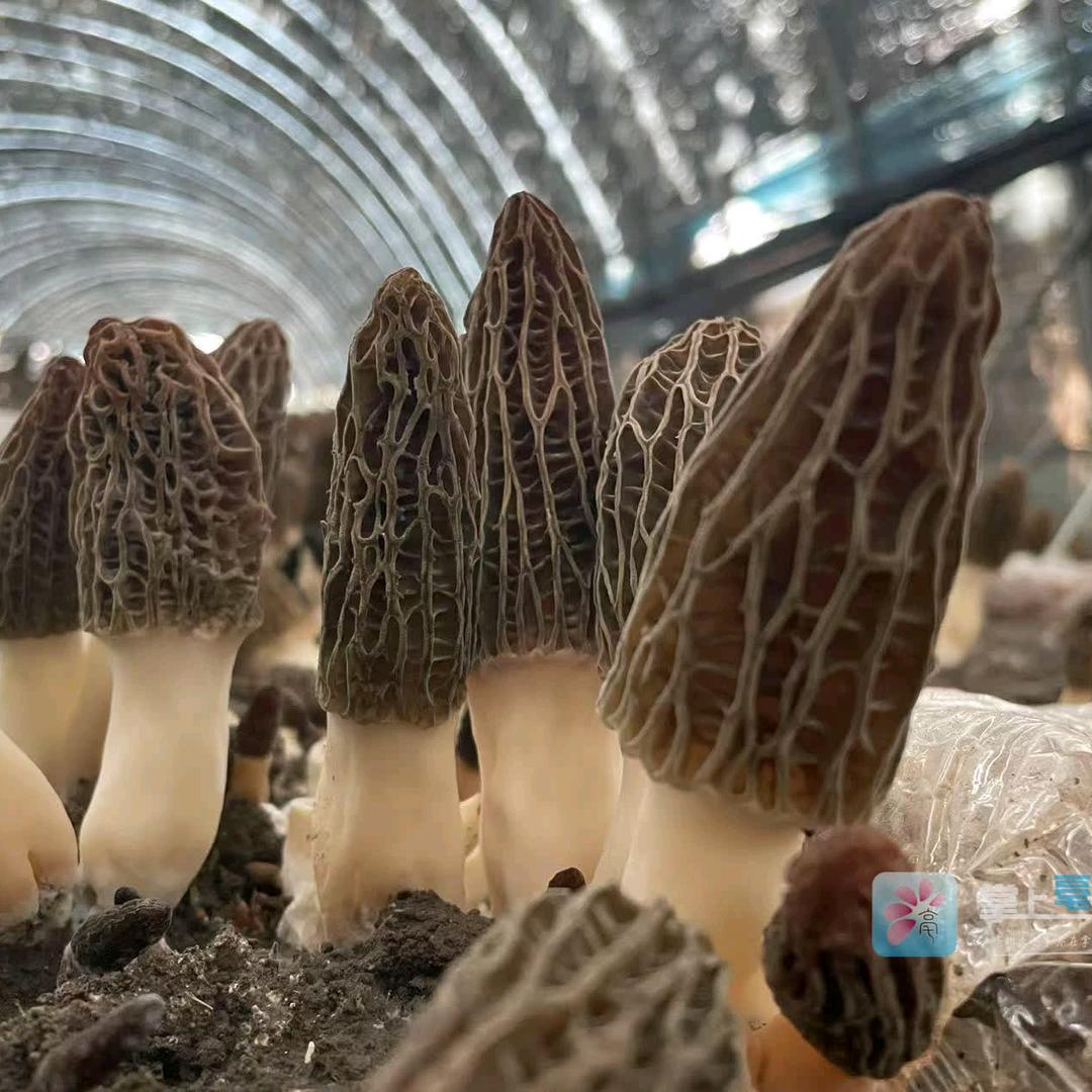 羊肚菌种植   （燕哥）