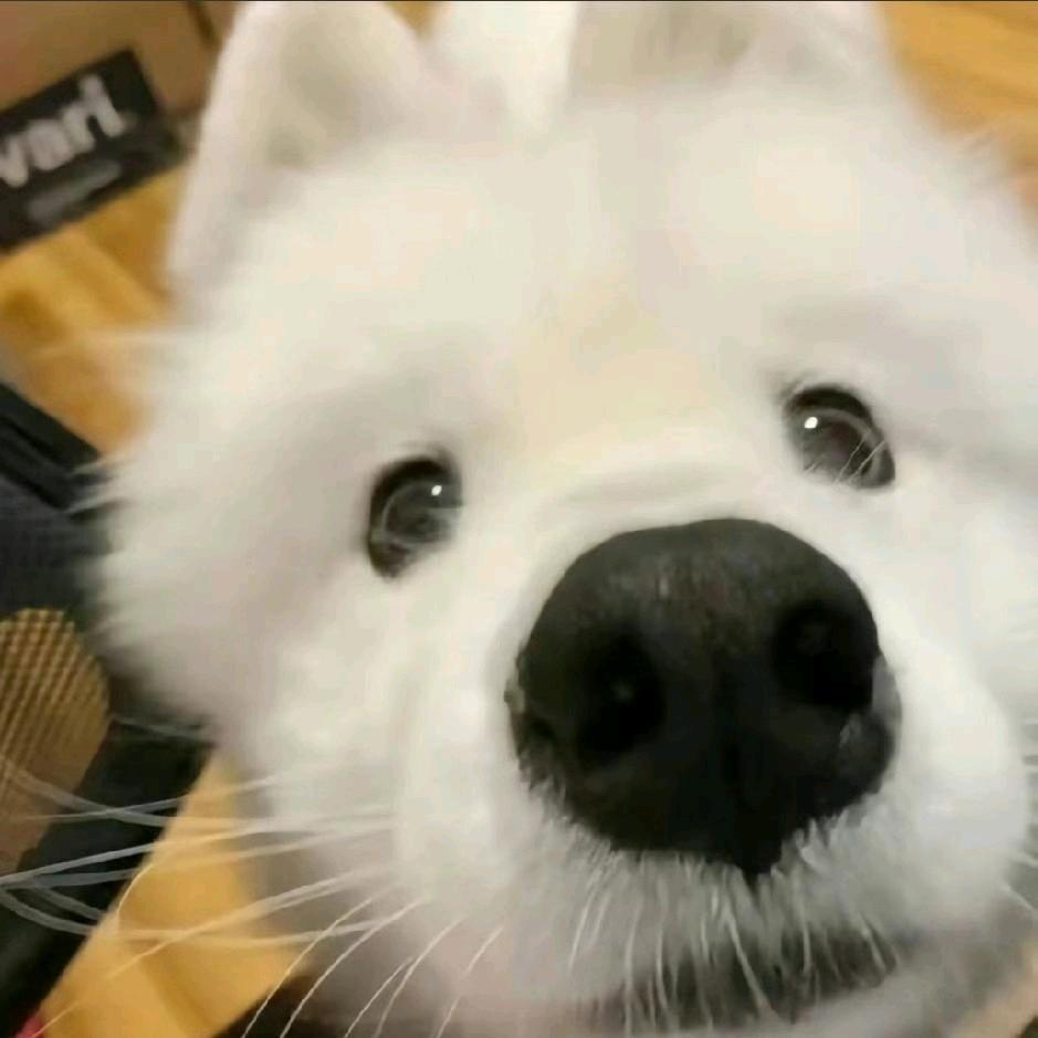 俺🐻大🇨🇳💜