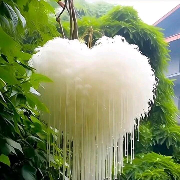 一只独秀