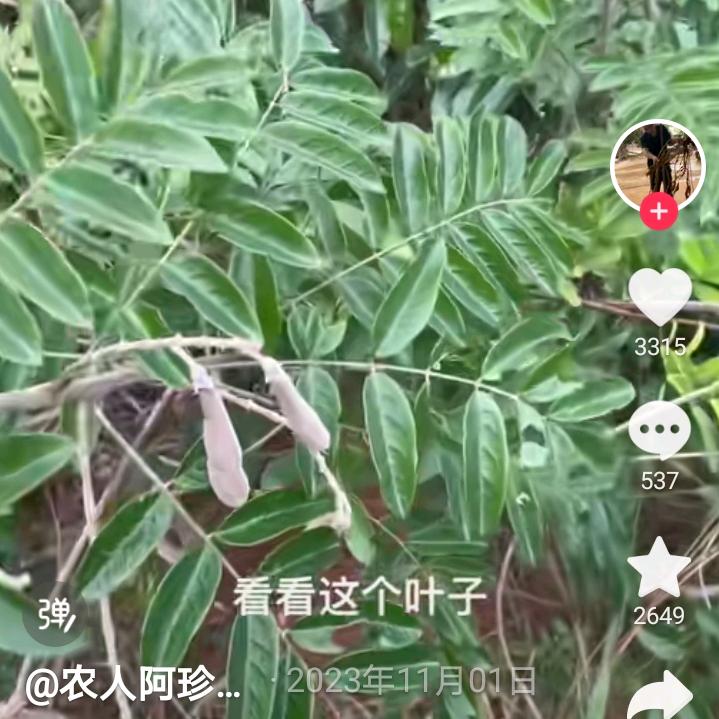 人生如戏