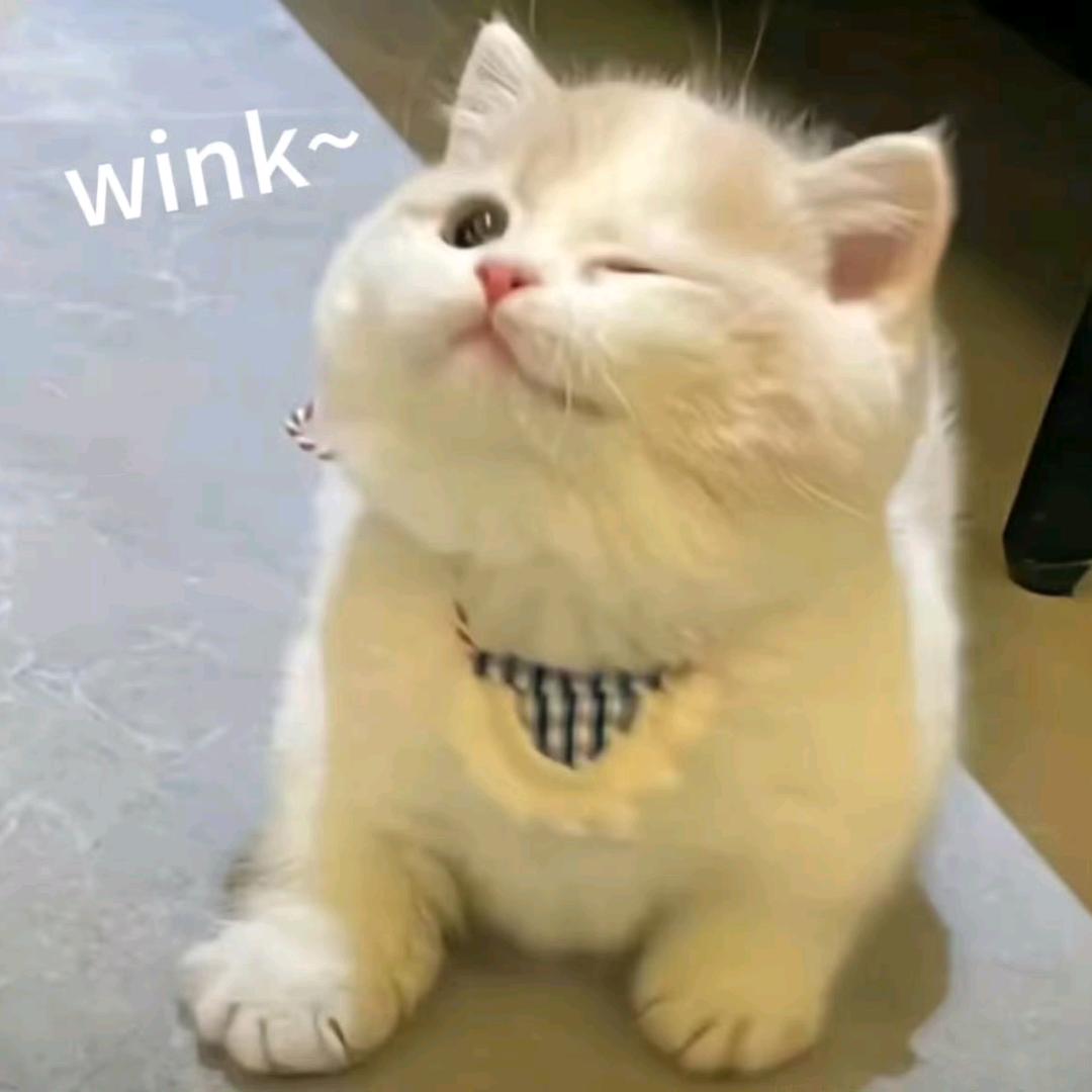 柚子椰椰