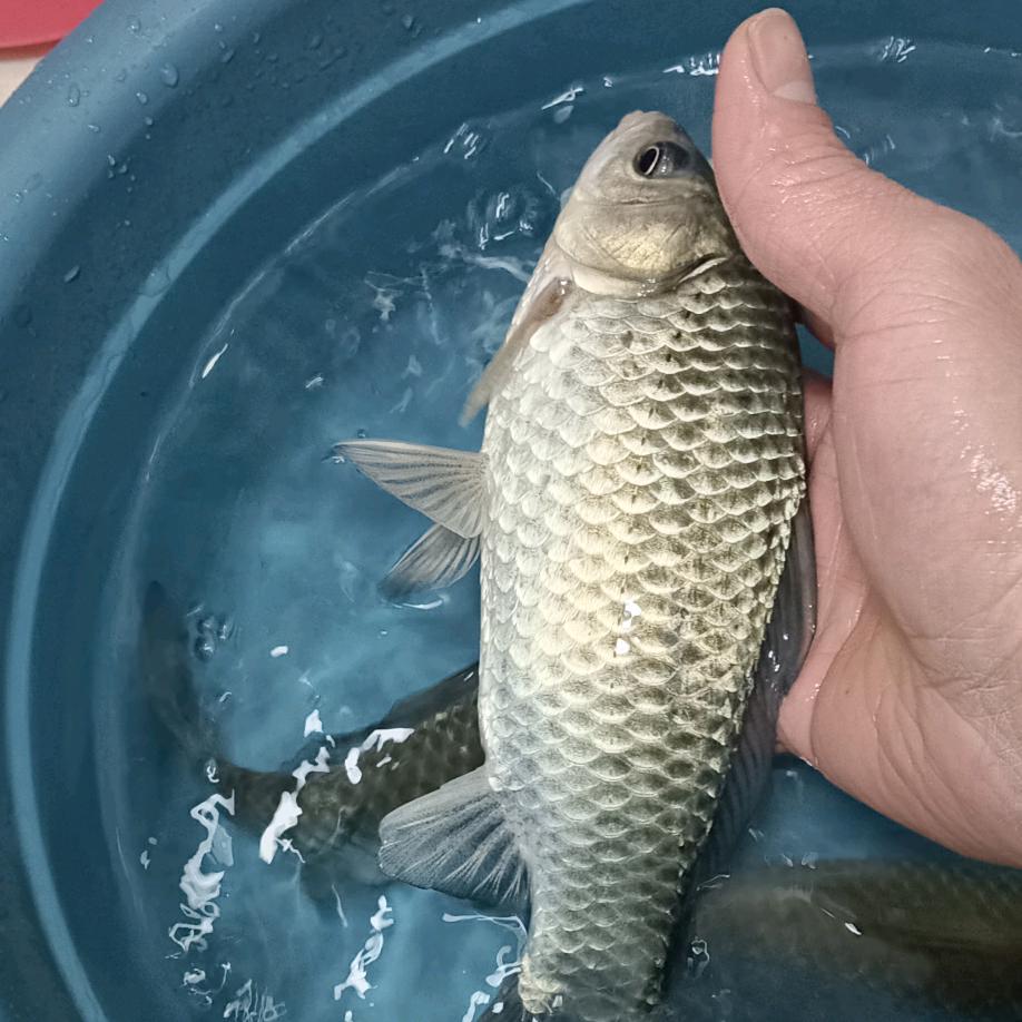 钓鱼人小旗