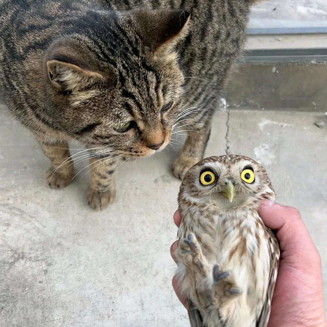 臻辉