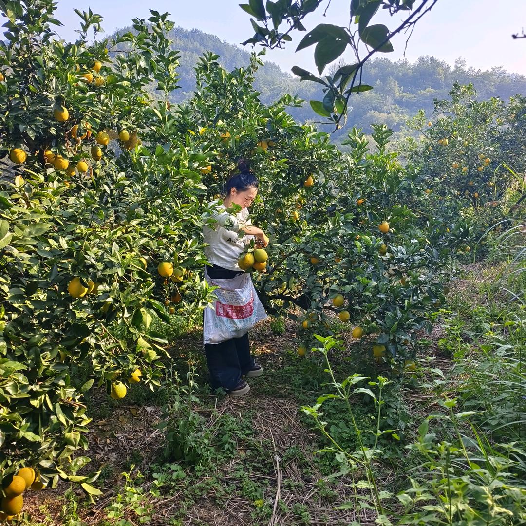 罗甸宏艳水果批发产地直销点。