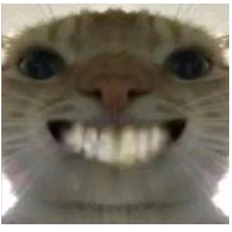 老鼠