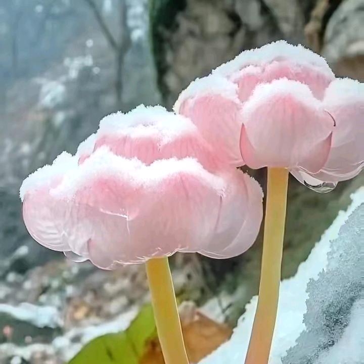 荷花仙子
