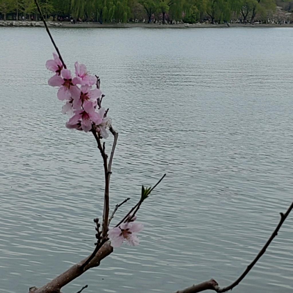 白露为霜旅行者