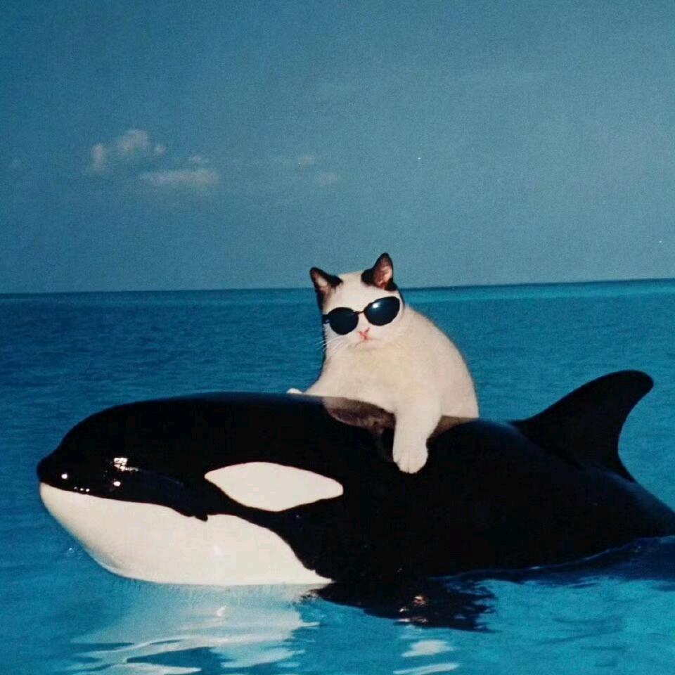 一只闲猪