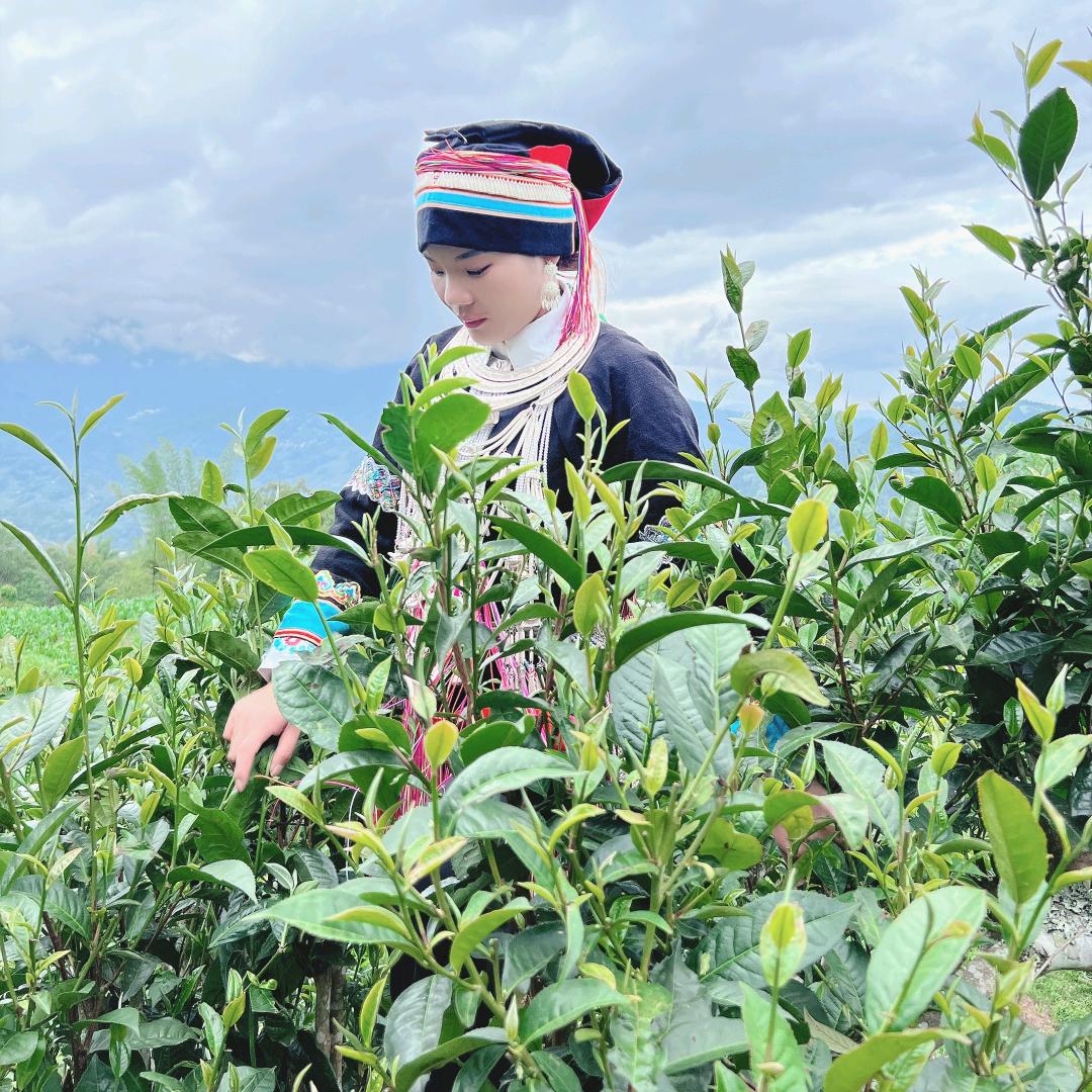 瑶家古树茶李艳