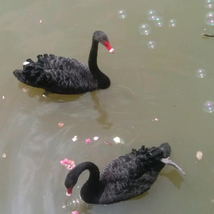 吉祥
