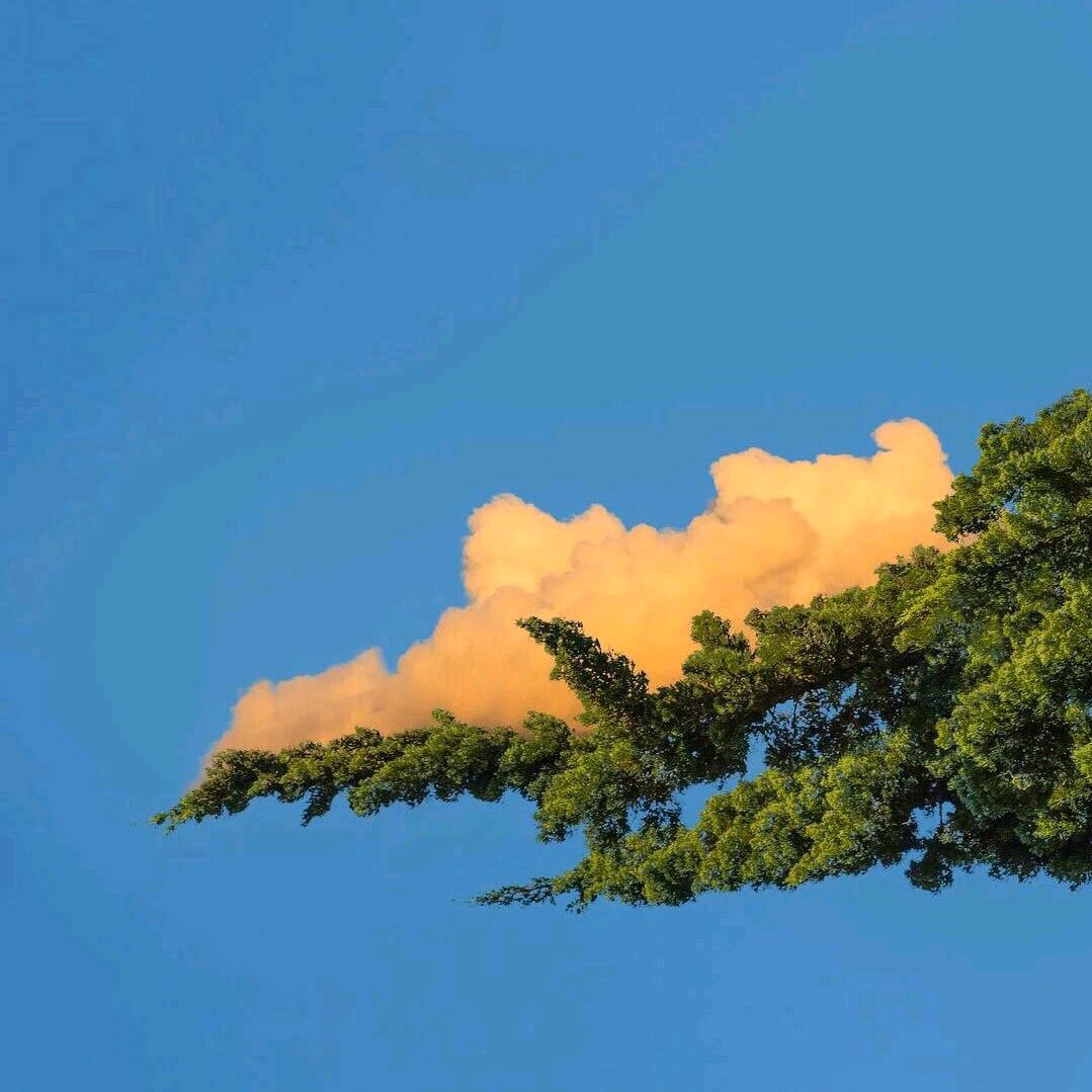 AAA热带水果批发朵姐