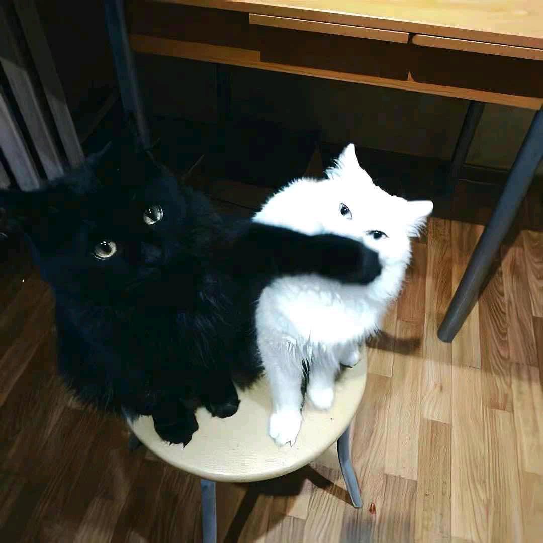 摸鱼