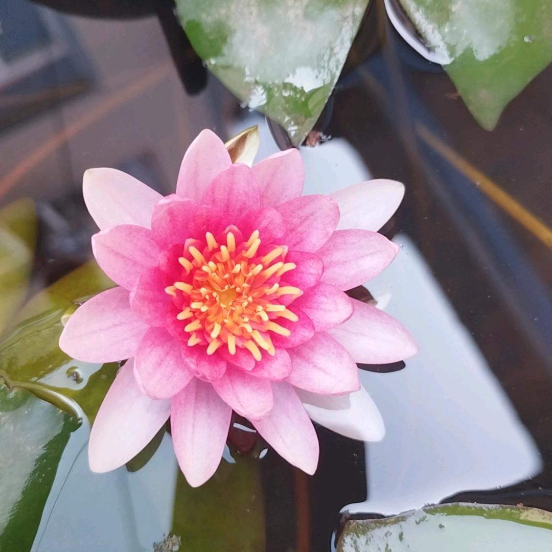 随州白沙洲批发