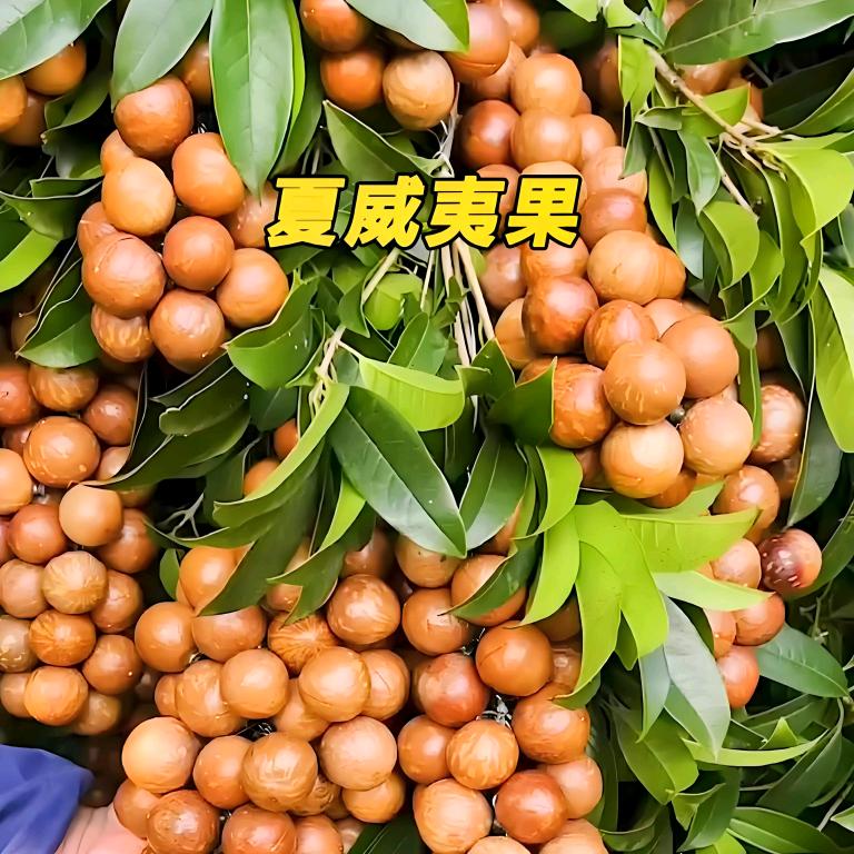 专注坚果30年