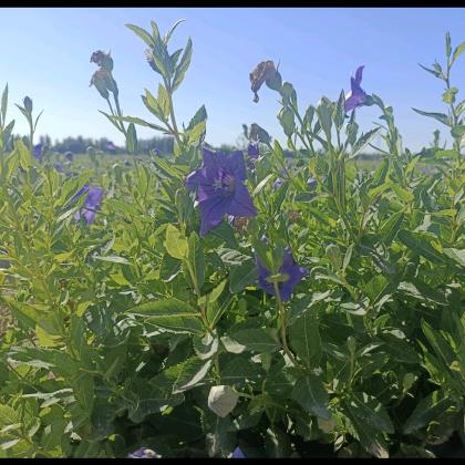 新疆药材课代表 （大货对接）