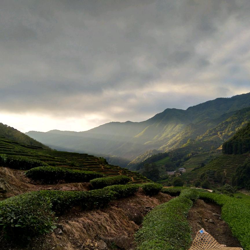 韵岩生态岩茶🍵