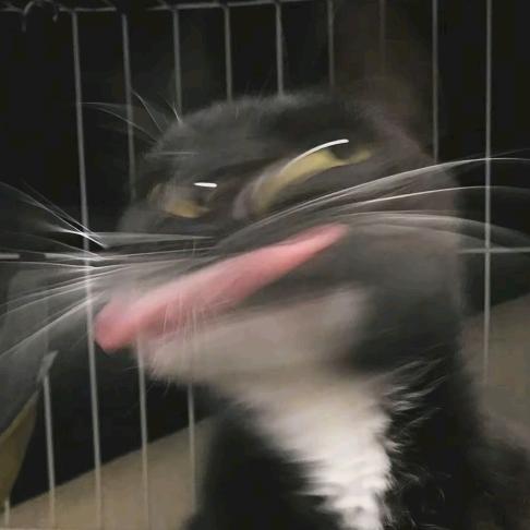 宽肩窄腰大蛤蟆