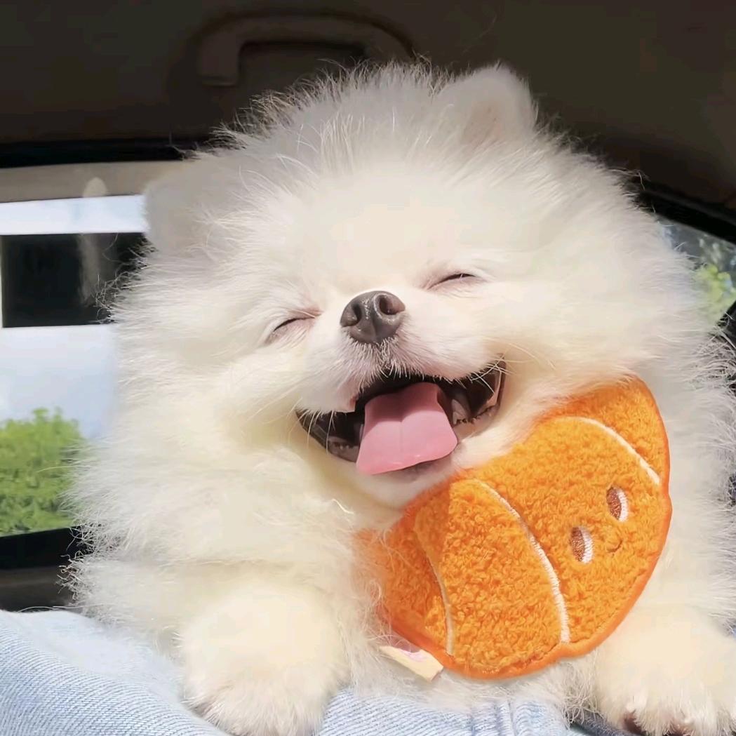 摩西西