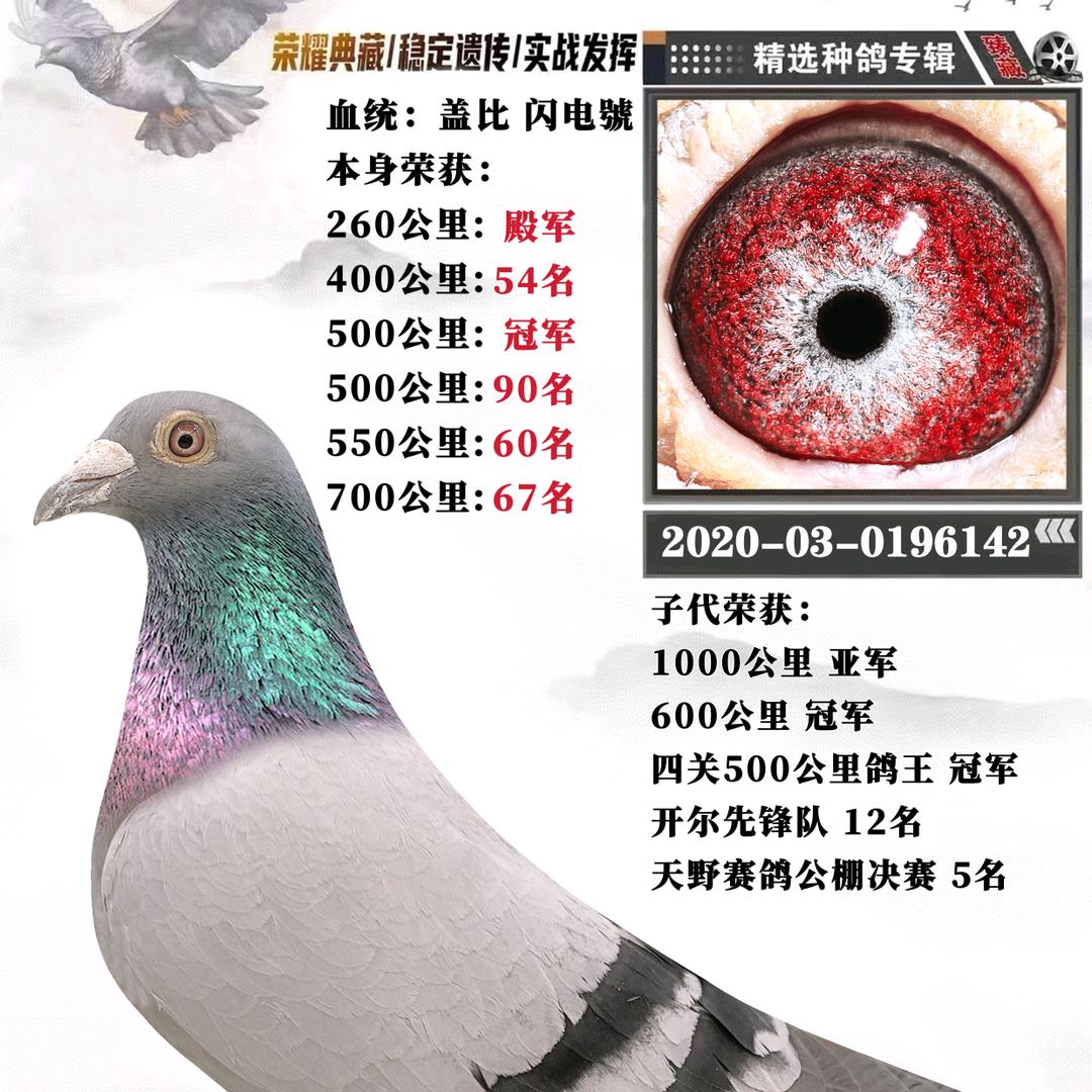铭赛鸽舍