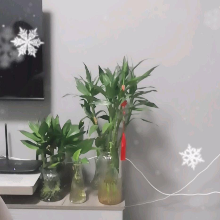 思全大珂