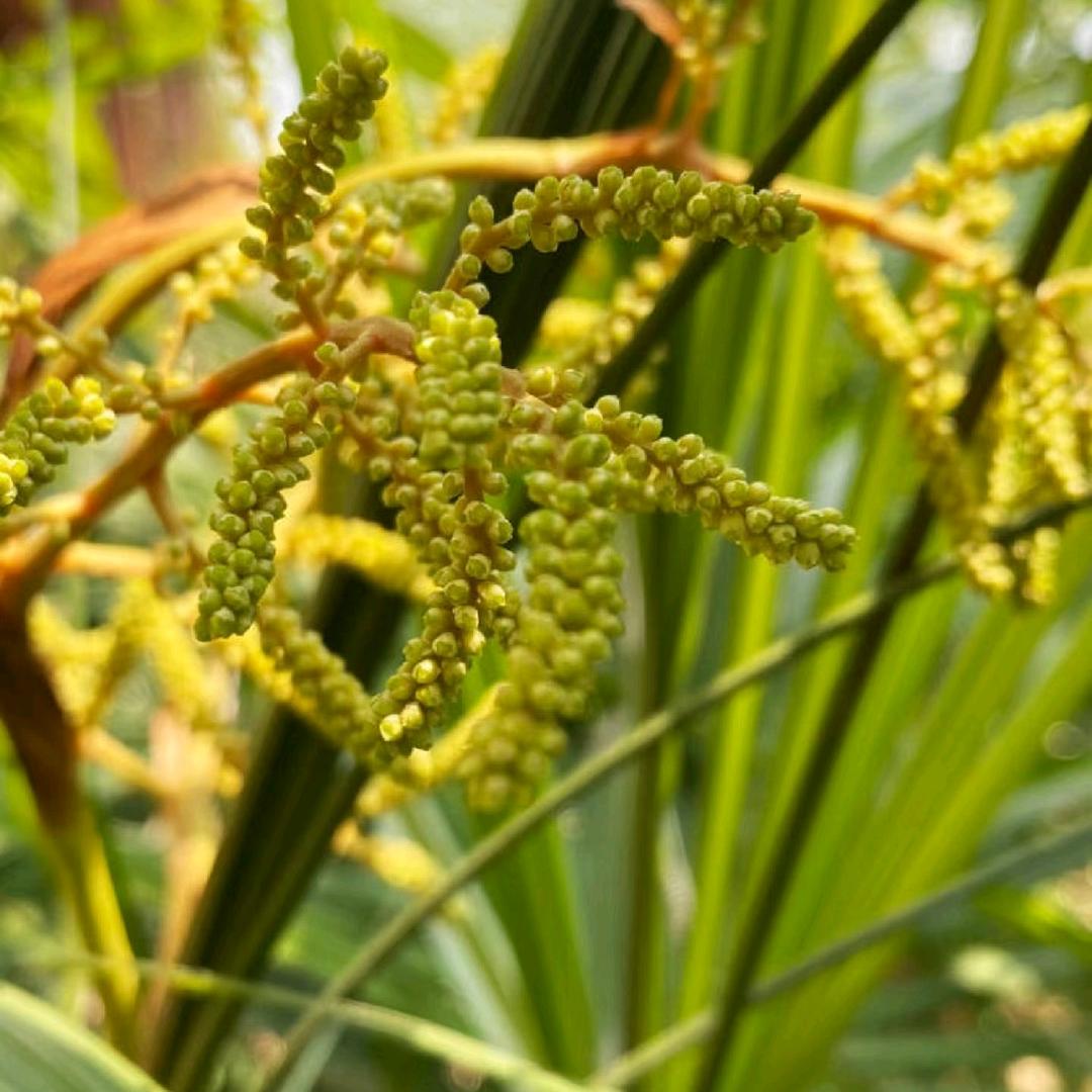 成都绿植基地