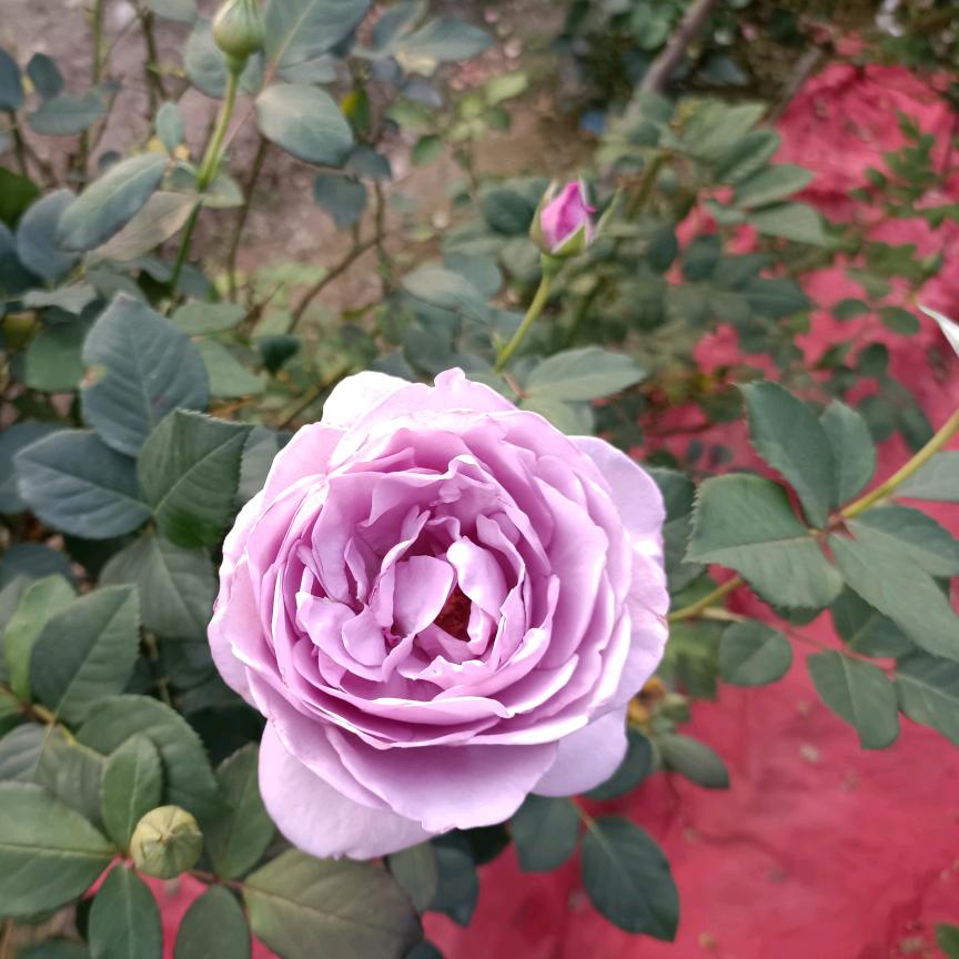 🎋🌾   金 (电工)  🌾🎋