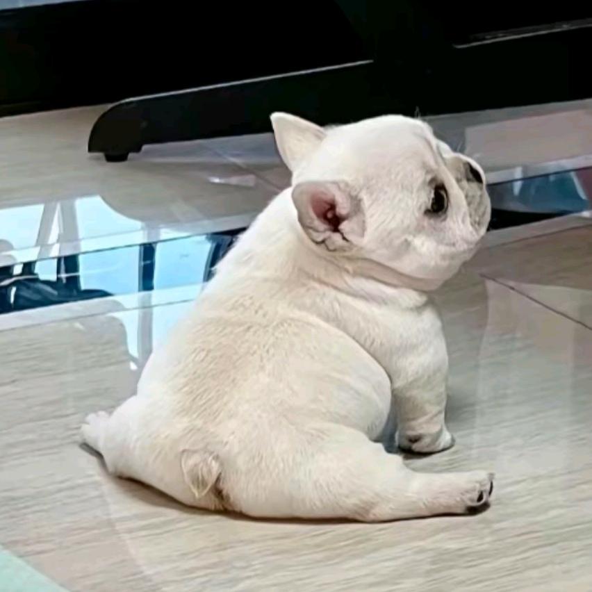 茉莉方糕