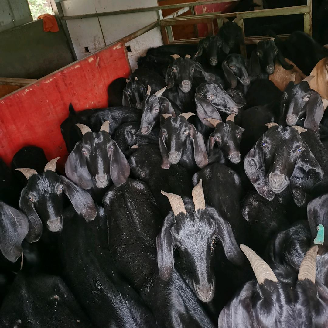 点点滴滴黑山羊