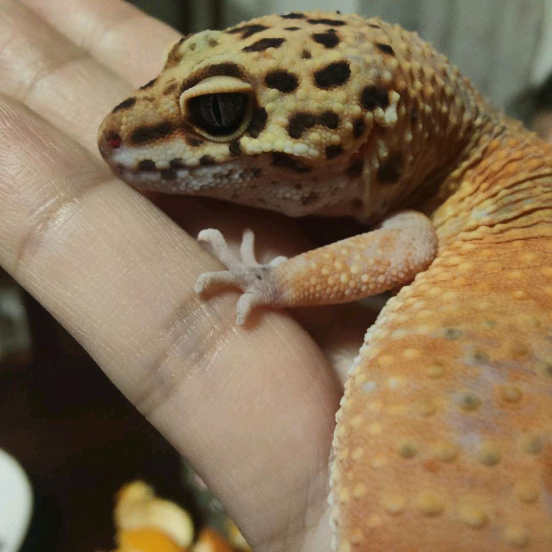 果  然