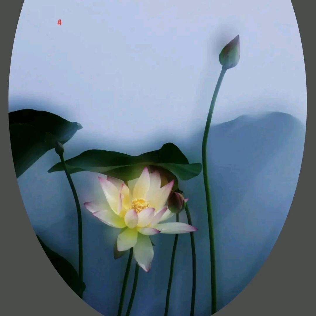 （红燕）茈女未成精