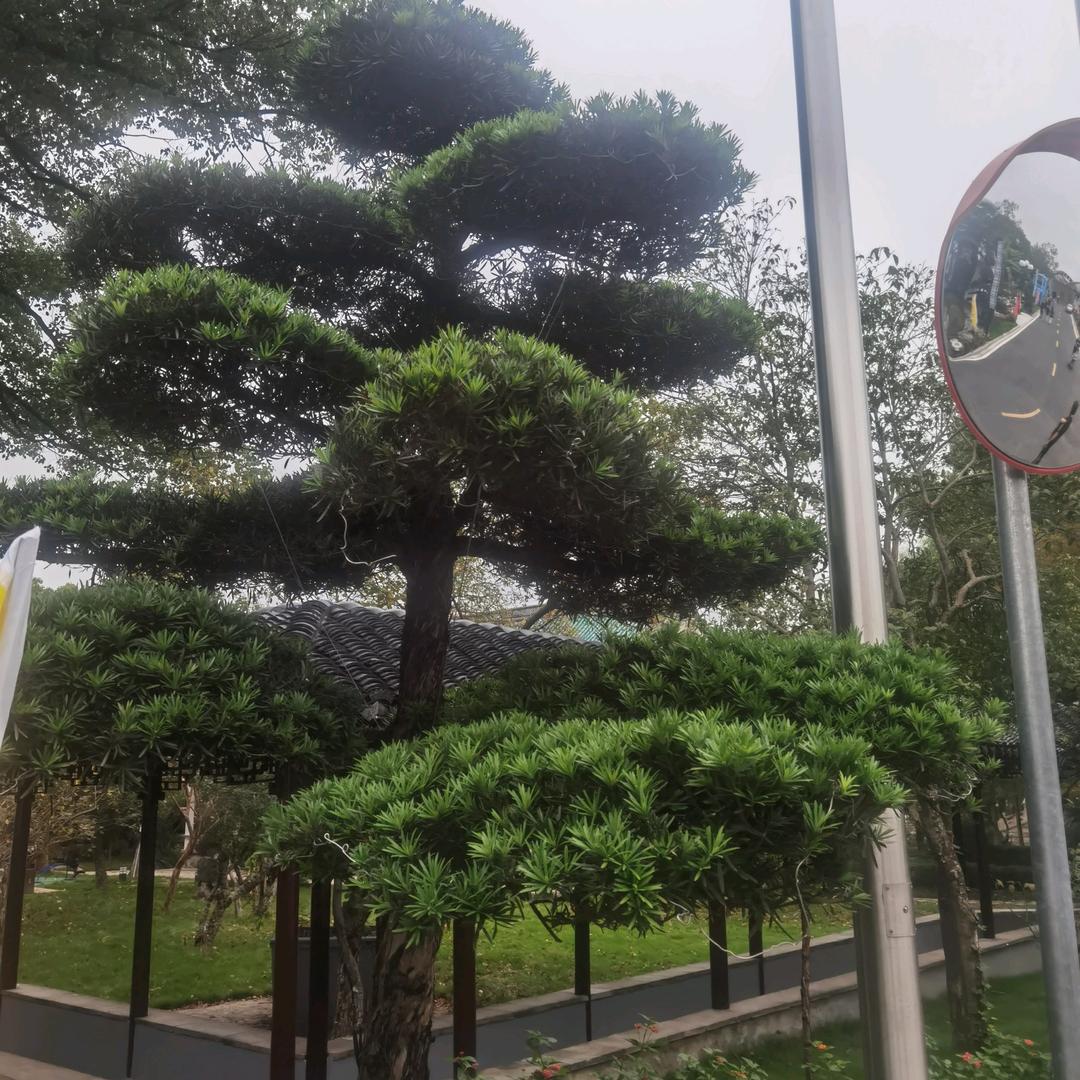 春天里的向日葵